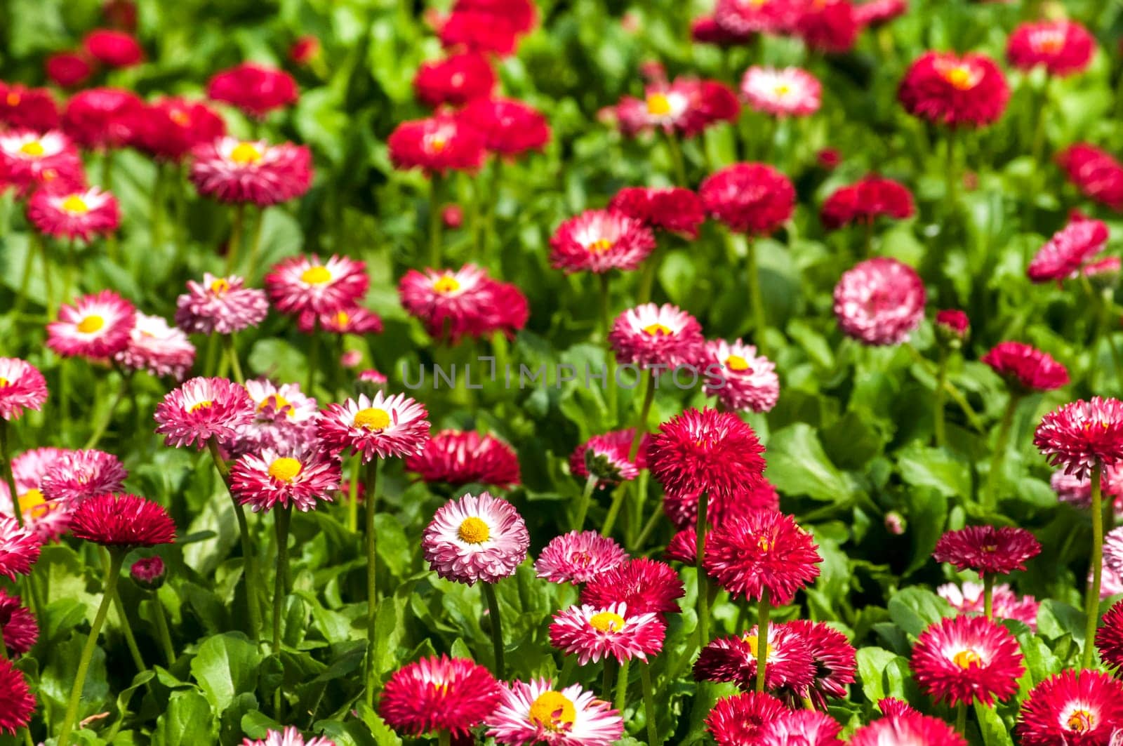 Meadow with red little flowers closeup as background