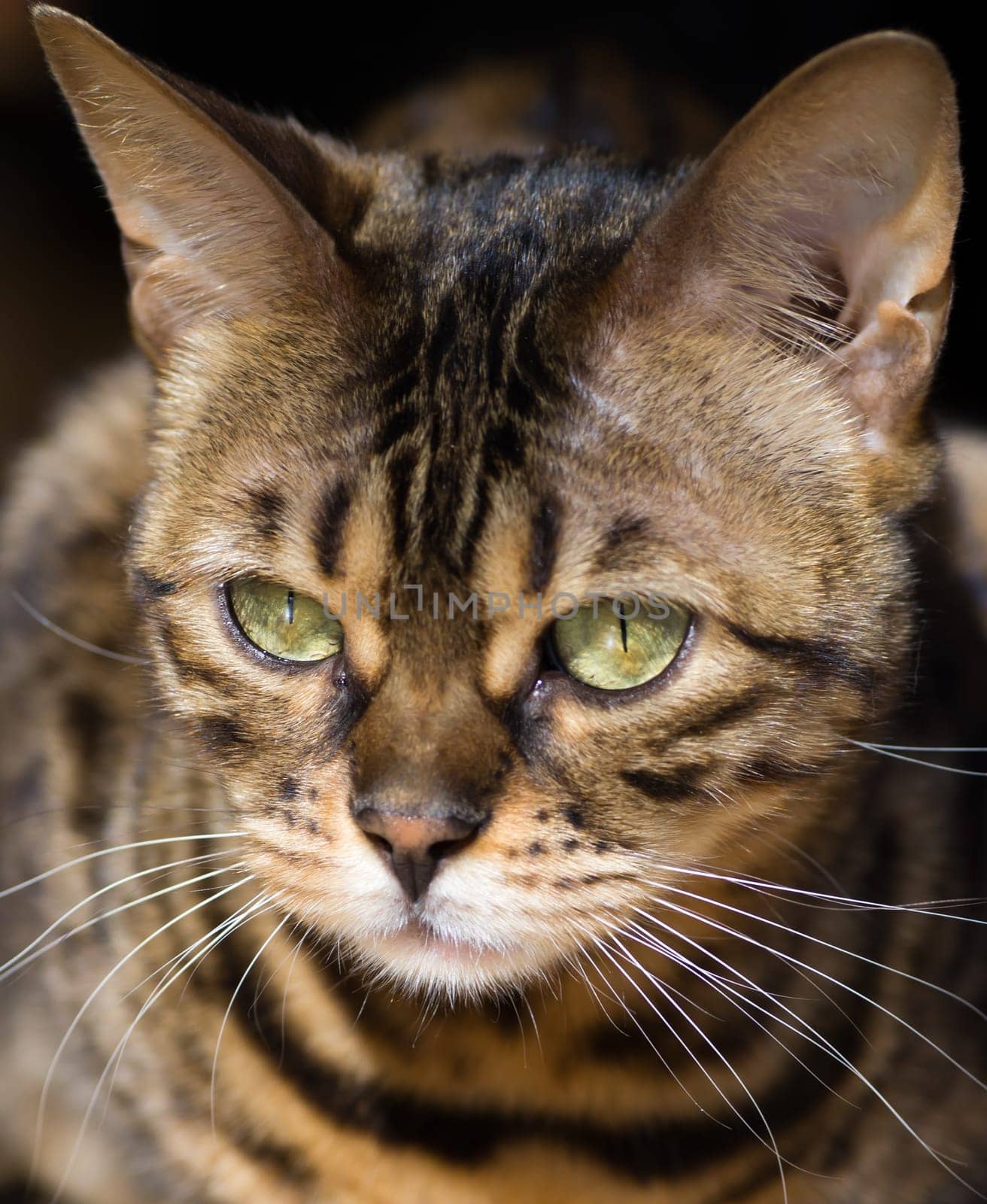 Cats Portrait