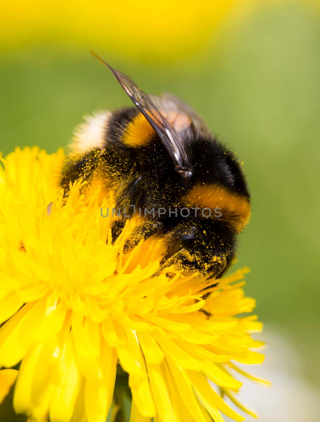 Hummel