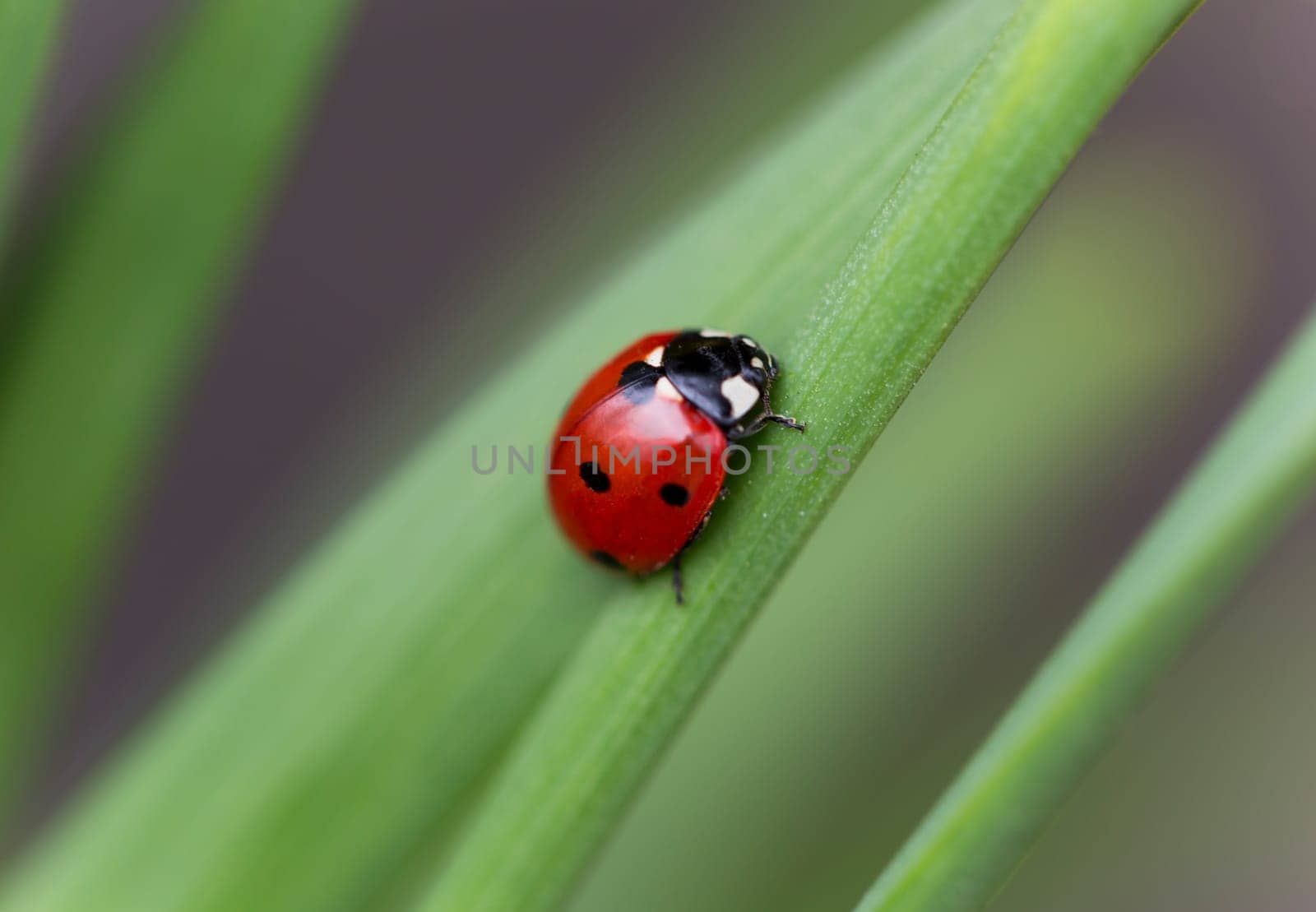 Ladybug