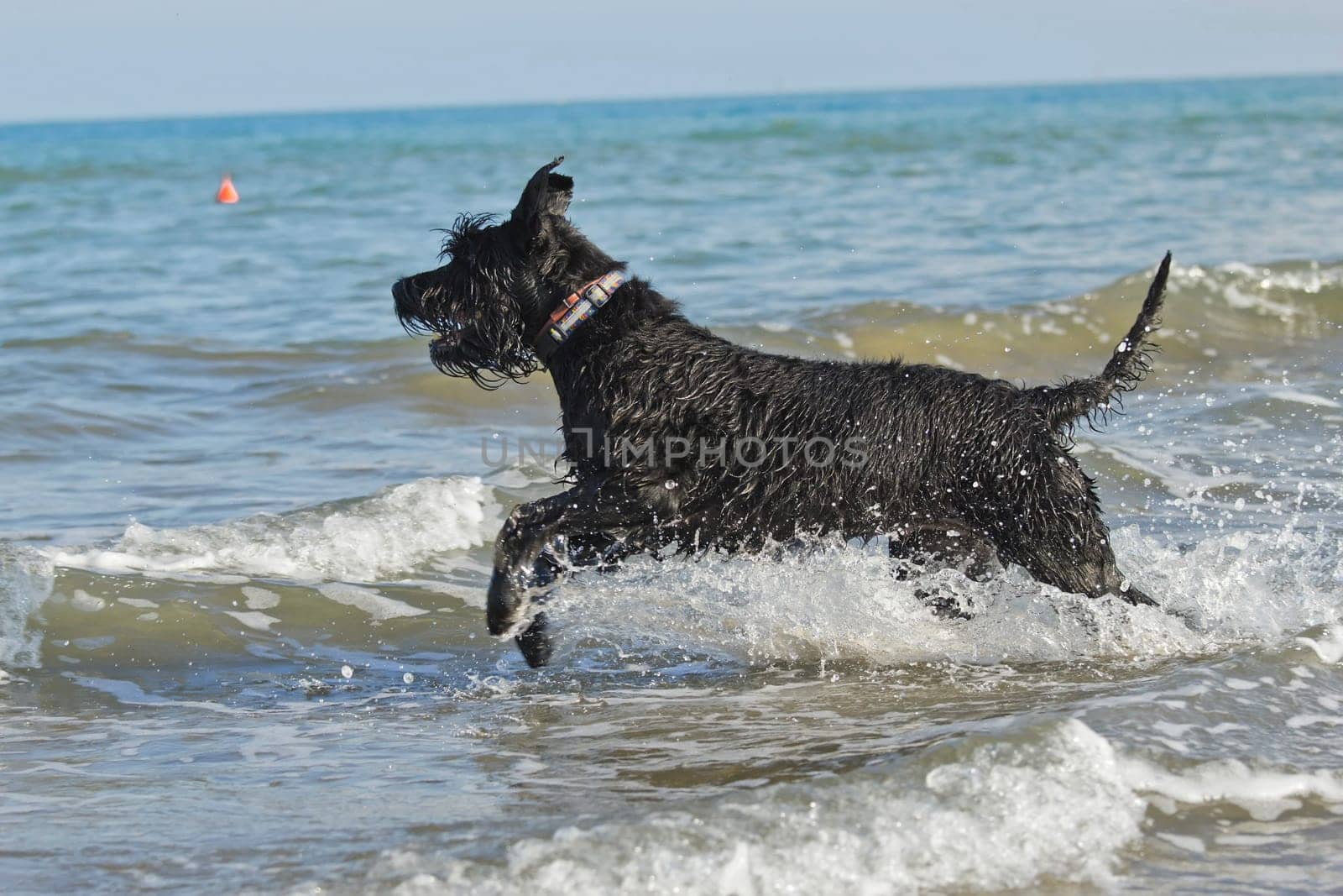 Big Black Schnauzer Dog is running into the sea.