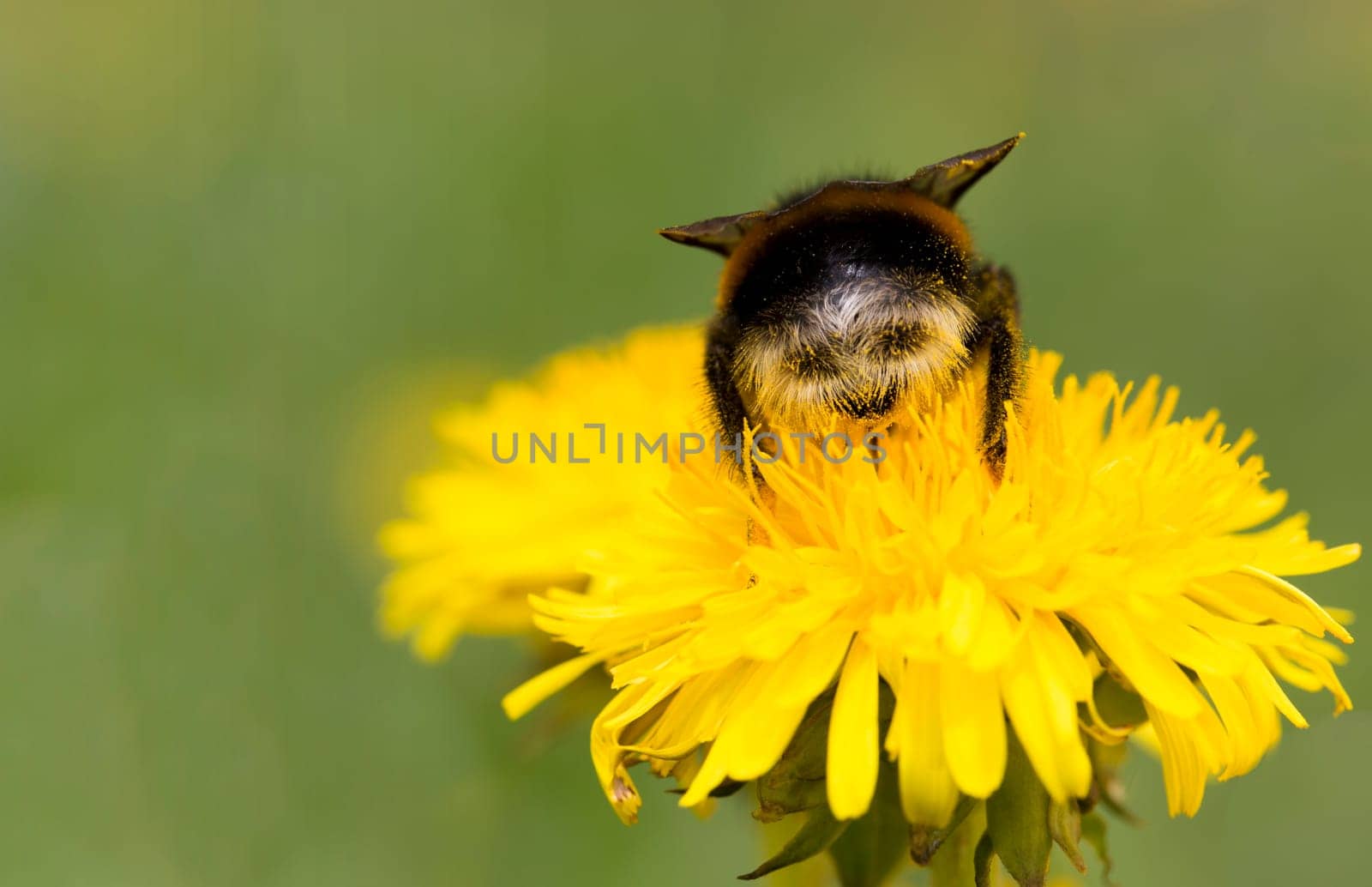 Hummel