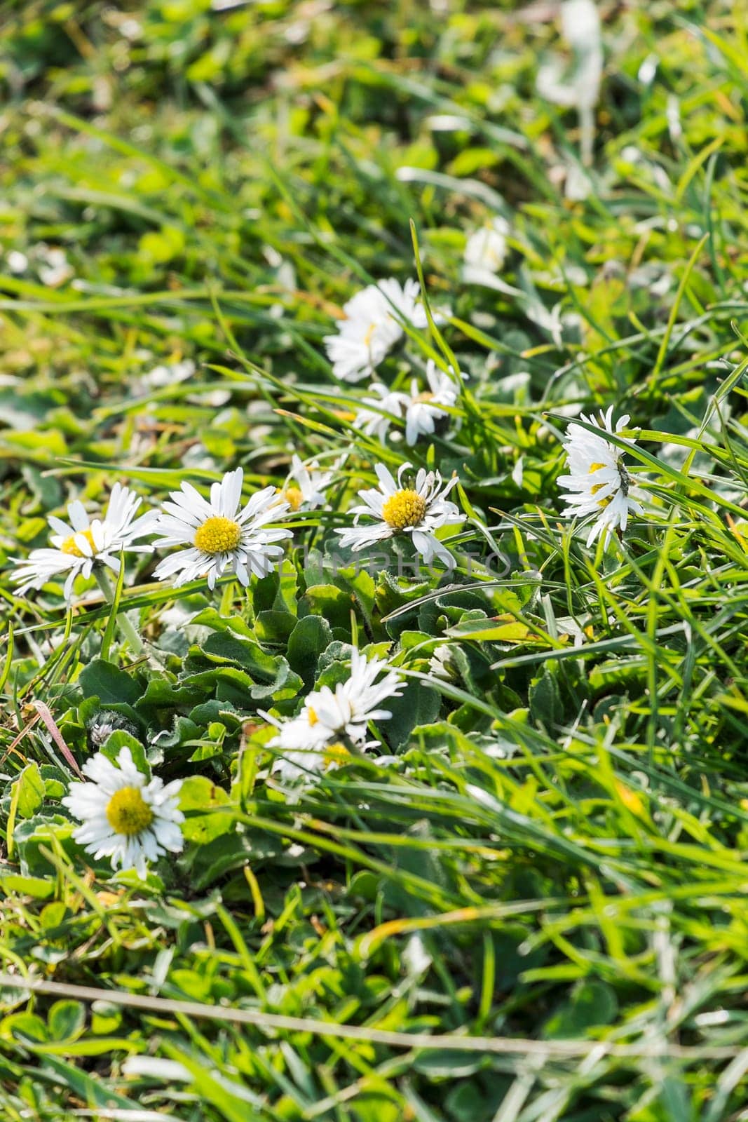 wild daisies growing in grass