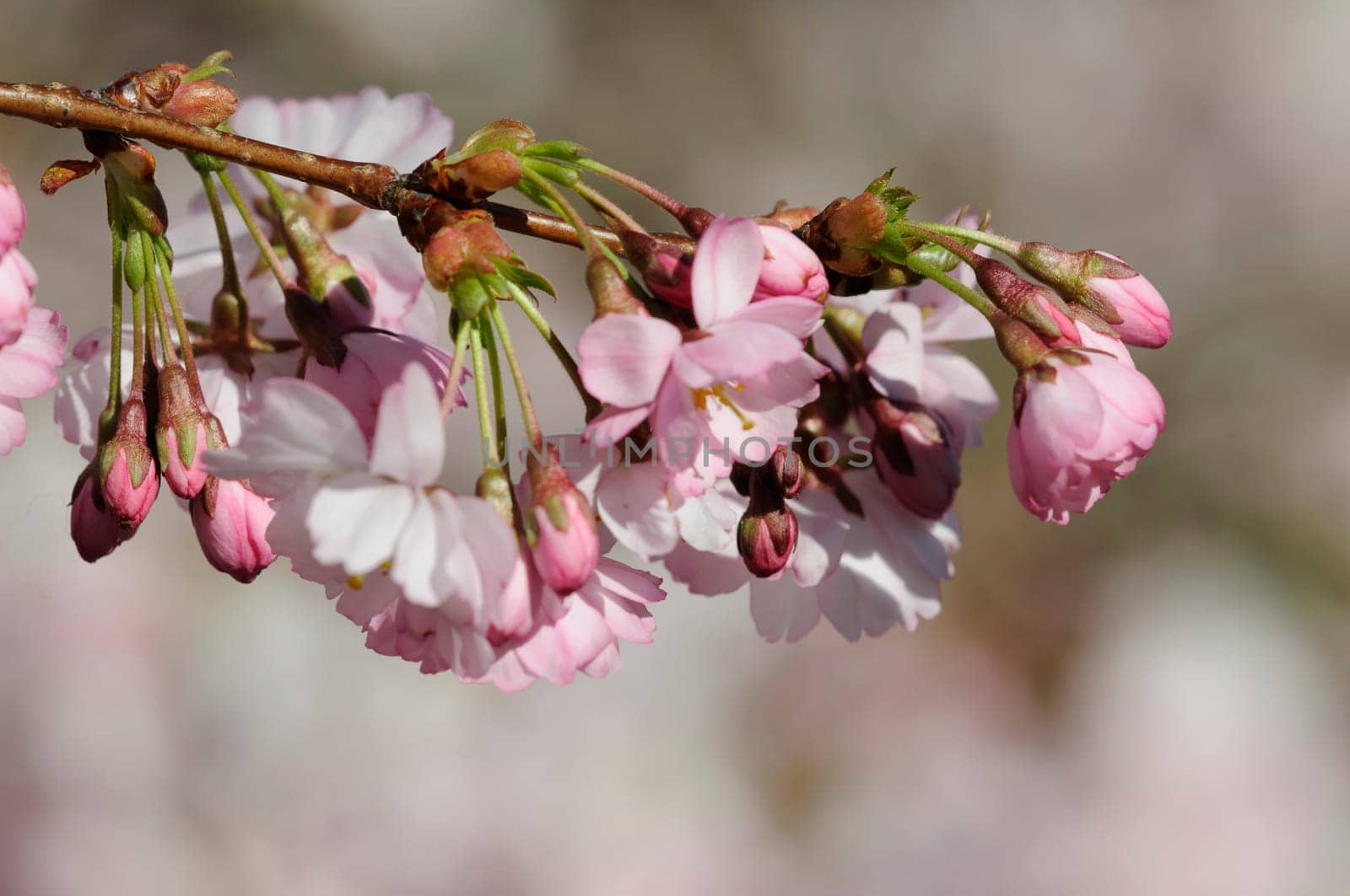 Cherry blossom