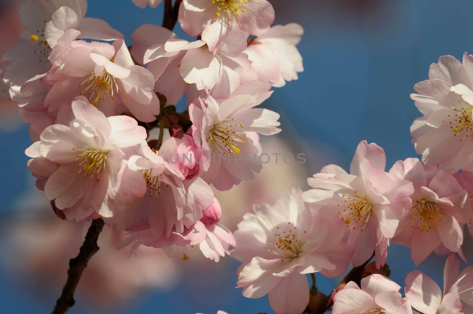 Cherry blossom