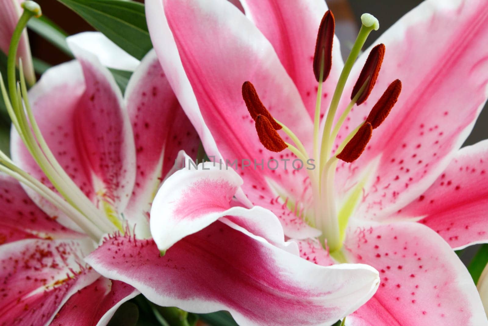 Closeup background of fragrant pink and white stargazer lilies with green leaves.