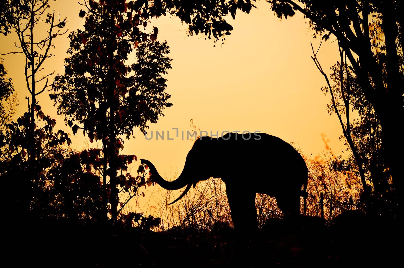 asia elephant in the forest at sunset