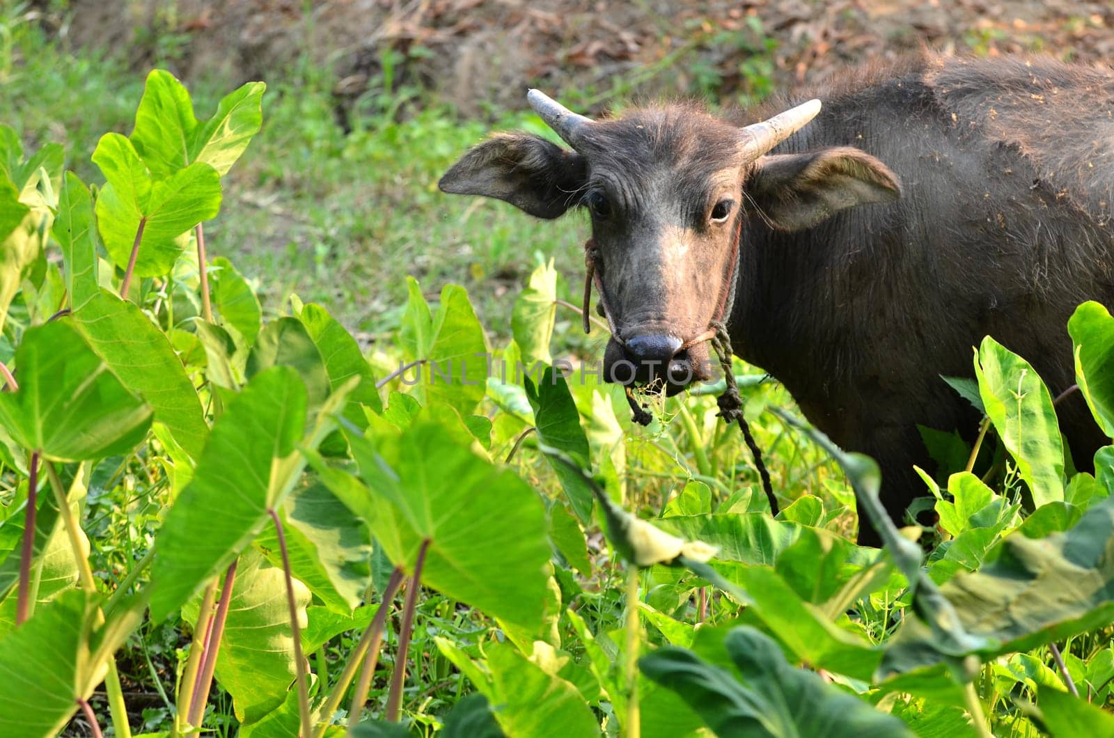 young water buffalo in thailand