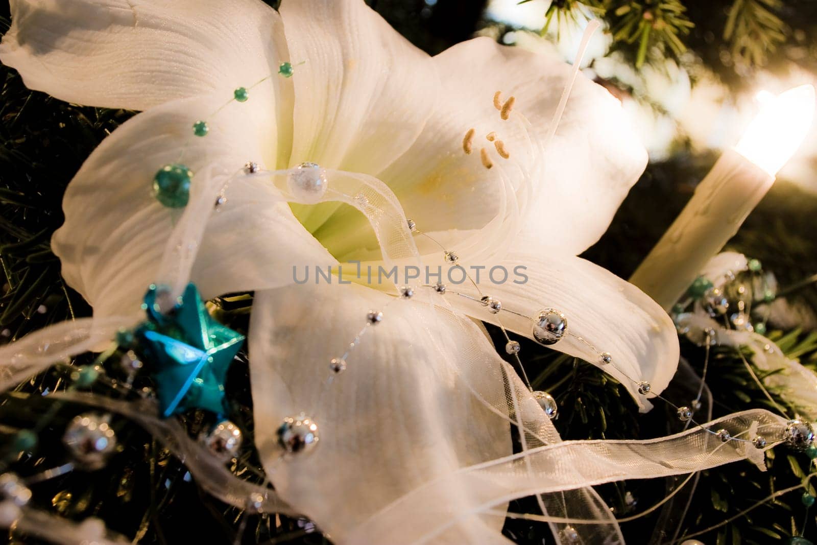 Christmas Lily