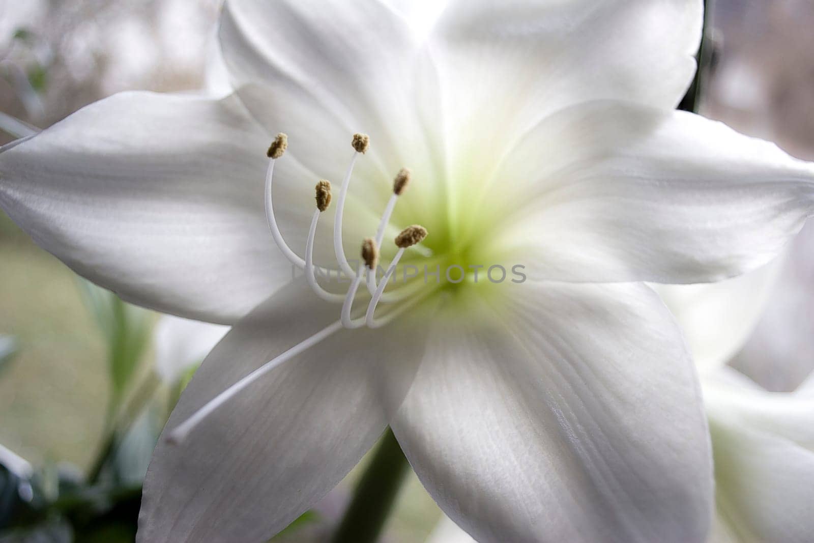 Christmas Lily