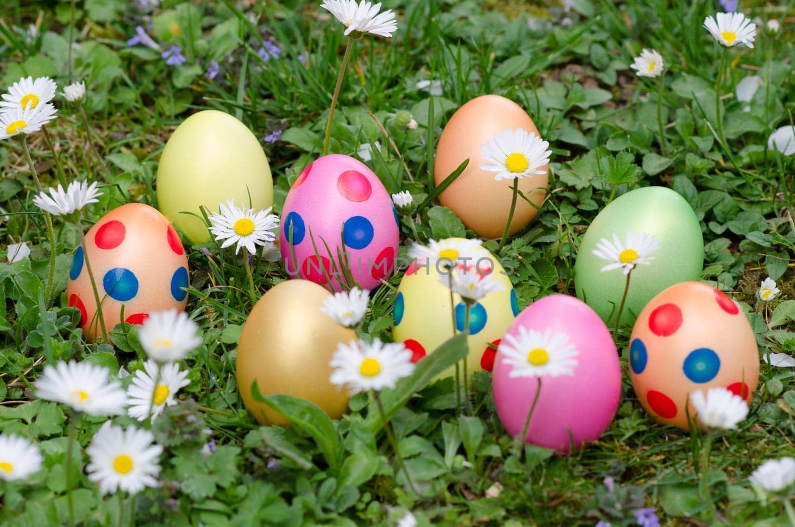 colorful Easter eggs with daisies
