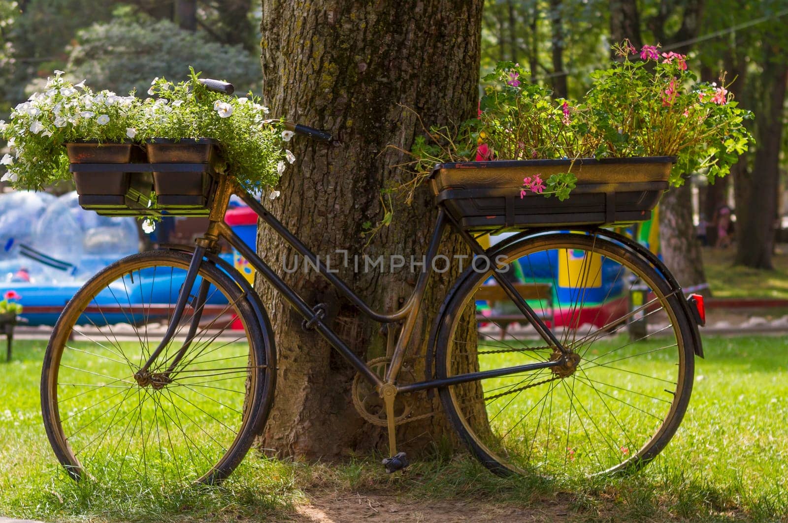 flowers on a black bicycle in the park. focus on white flowers