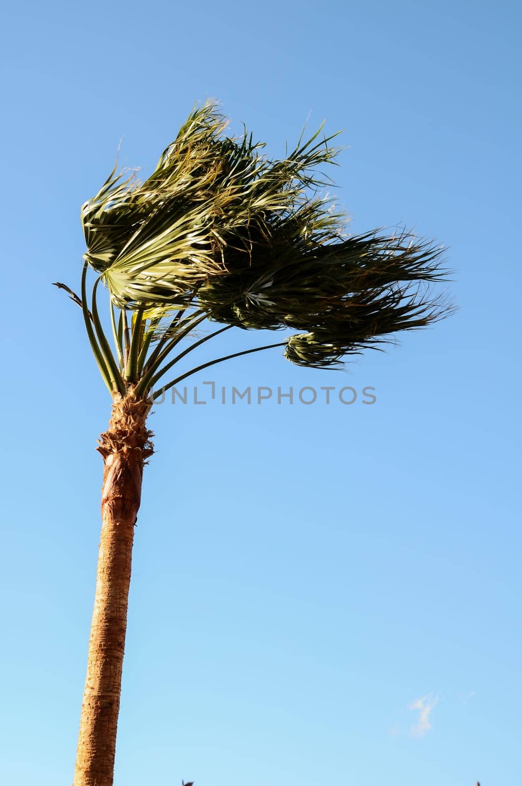 Palm Tree Blowing In The Wind Tenerife Canary Islands Spain