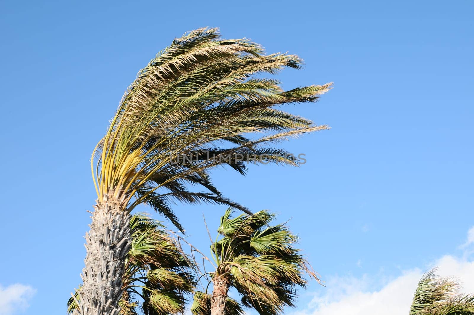 Palm Tree Blowing In The Wind Tenerife Canary Islands Spain