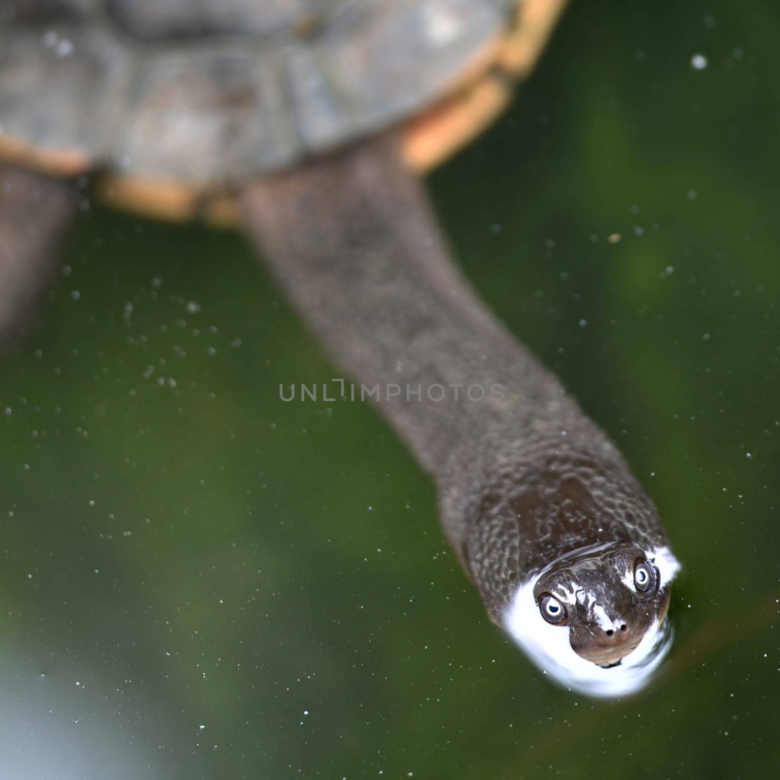 A close up shot of an Australian Murray River Turtle or Short Neck Turtle