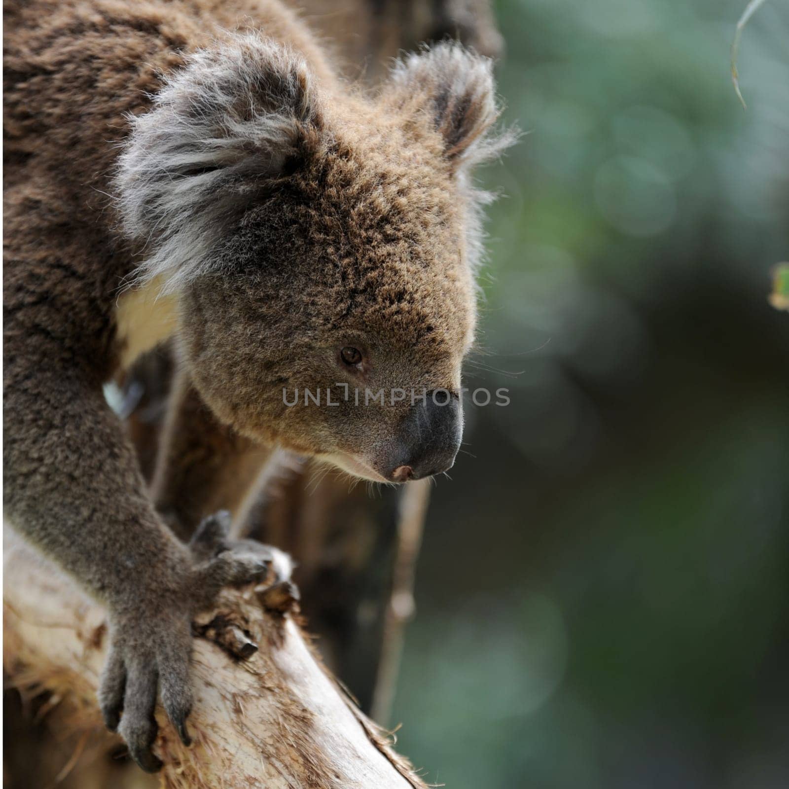 An Australian Koala in its natural habitat