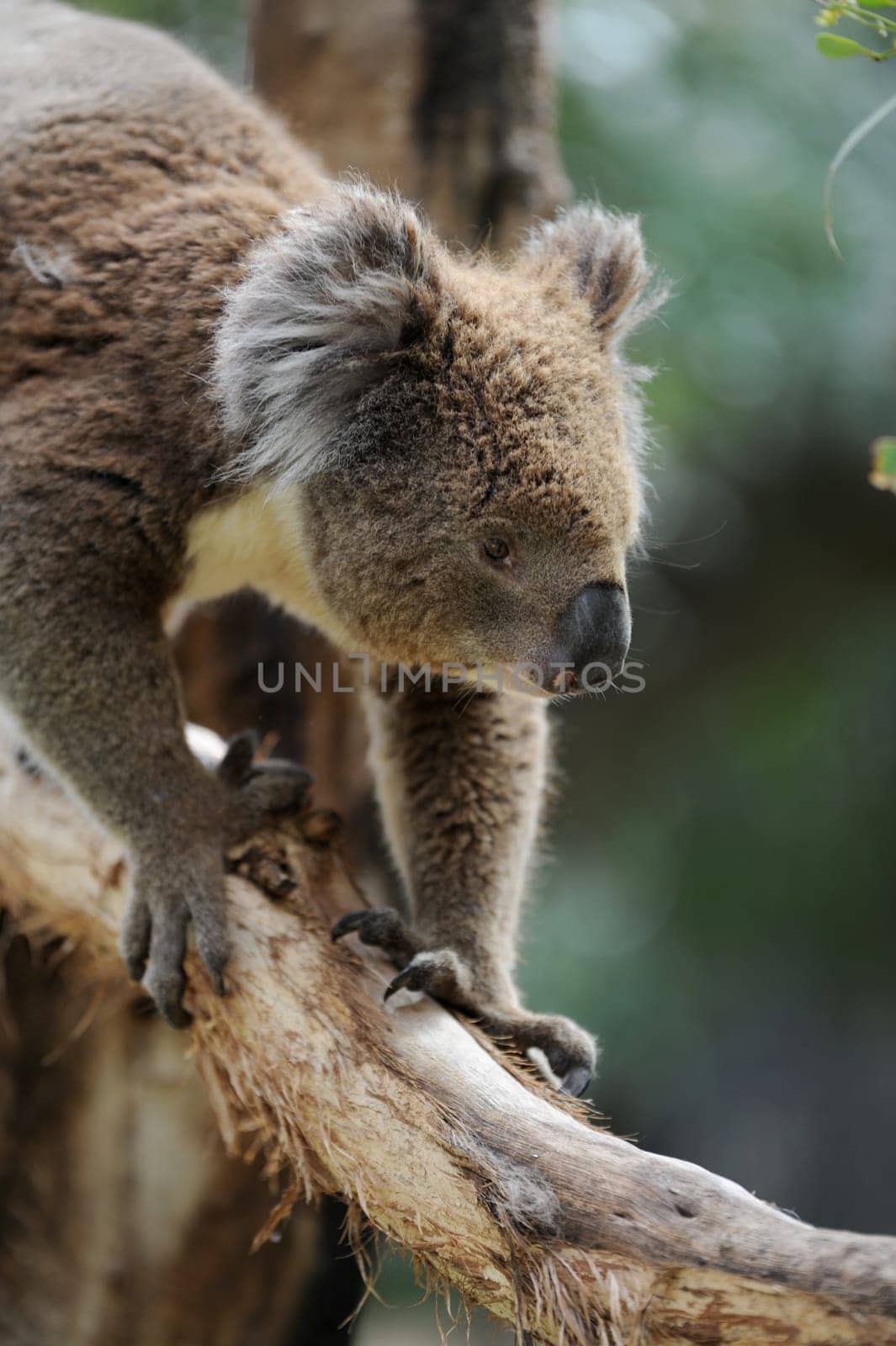 An Australian Koala in its natural habitat