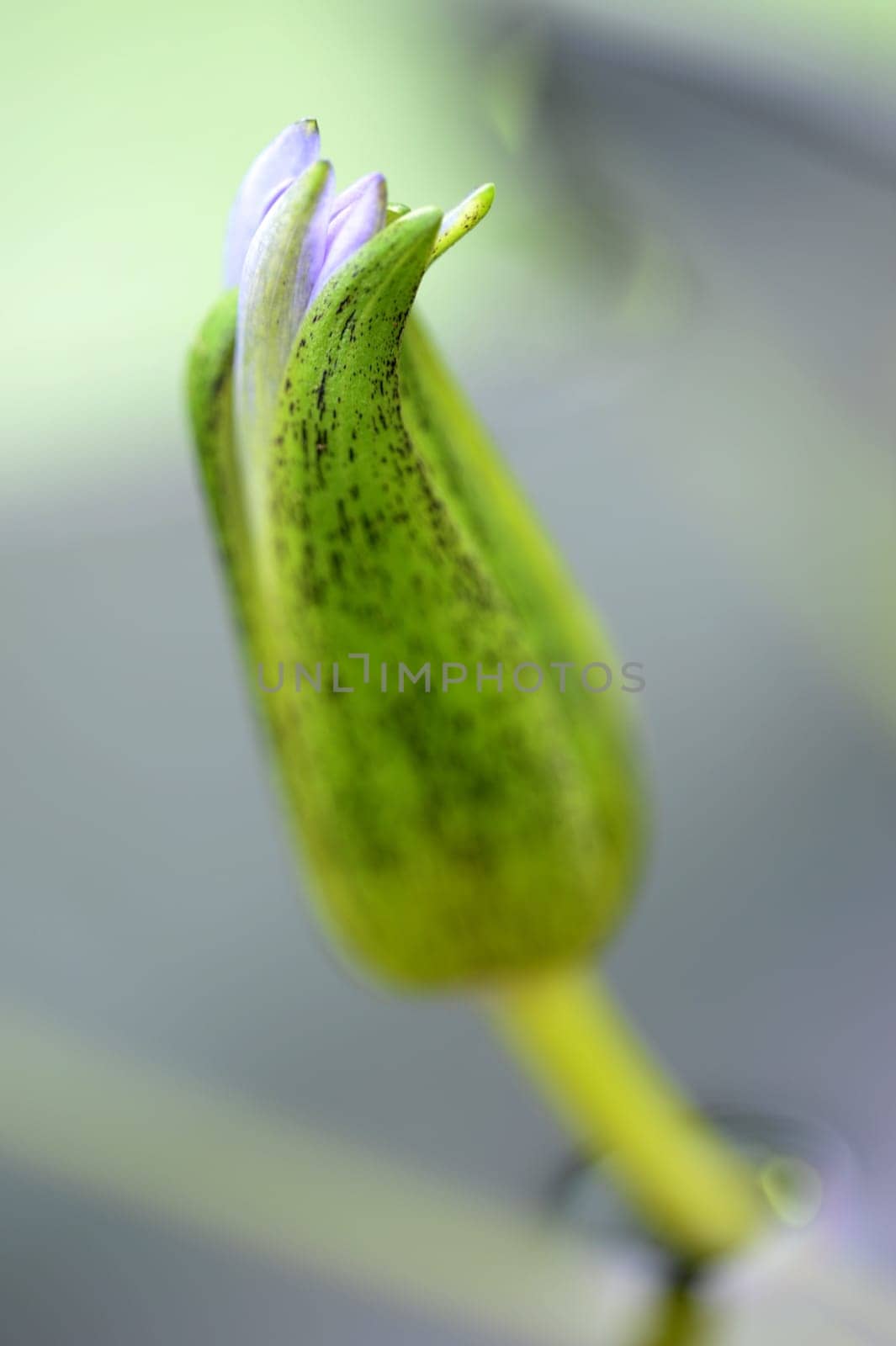 A close up shot of Amazon Water Lilies