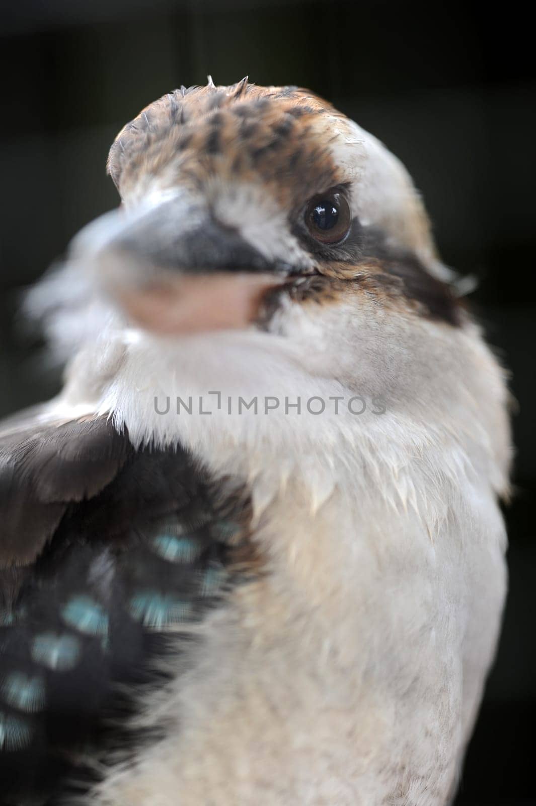 A close up shot of an Australian Kookaburra