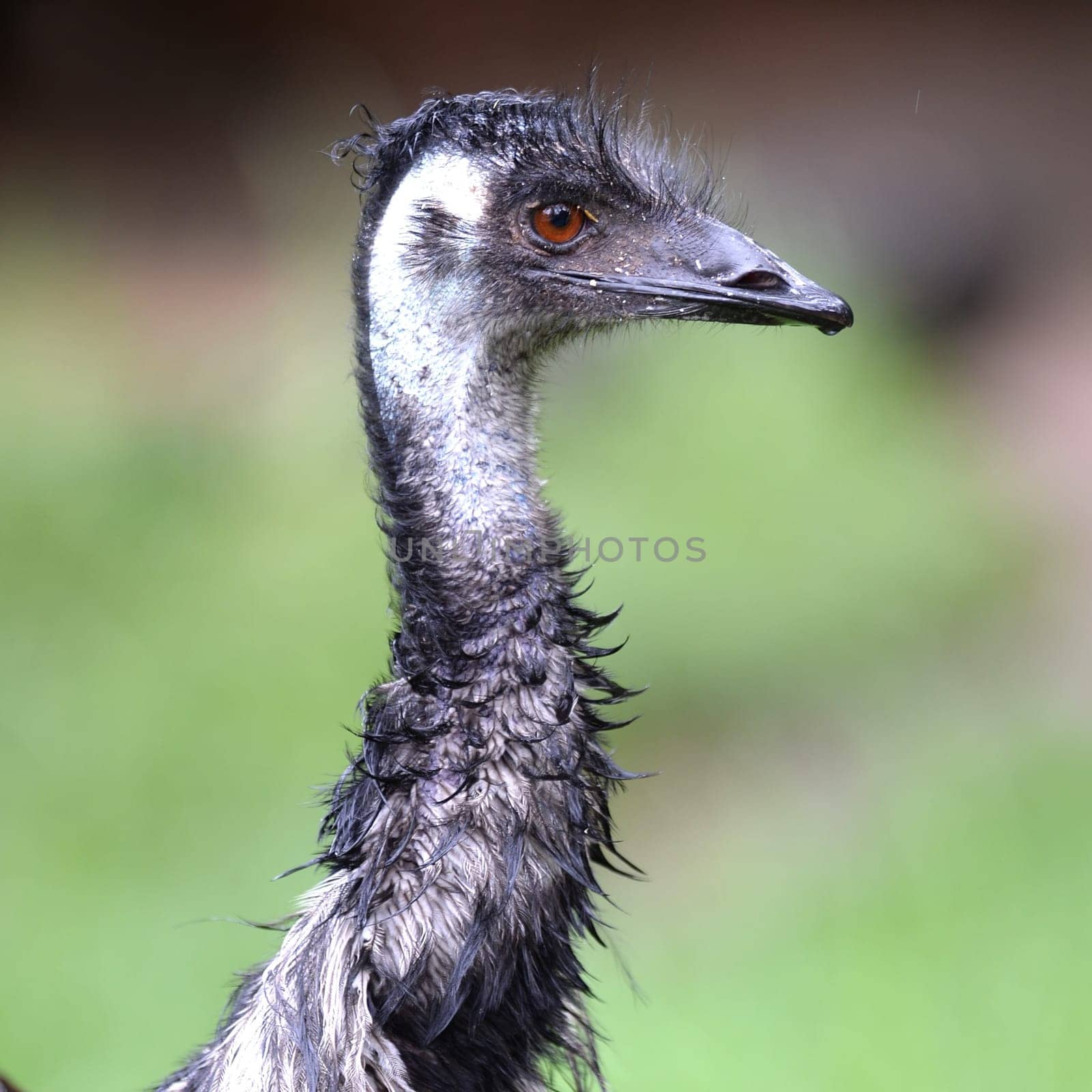 A close up shot of an Australian Emu