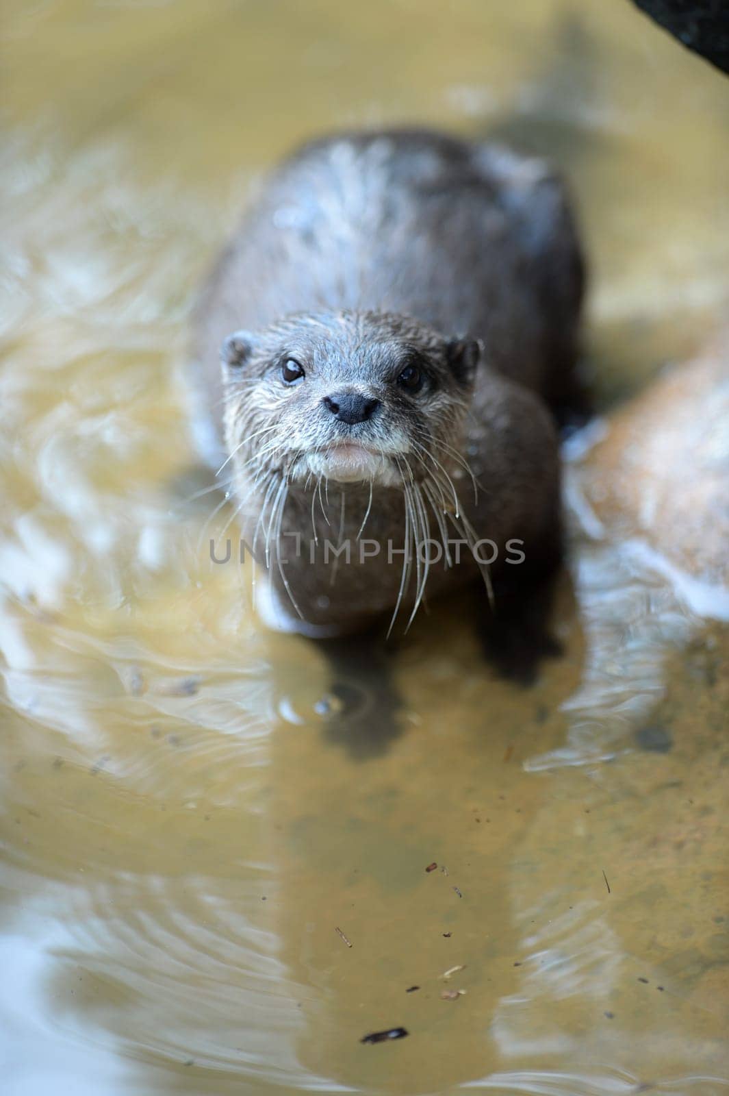 A close up shot of an Otter