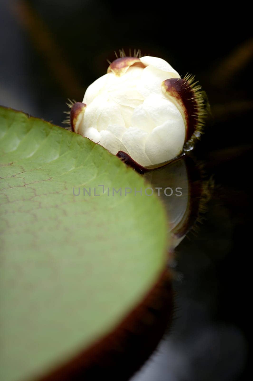 A close up shot of Amazon Water Lilies