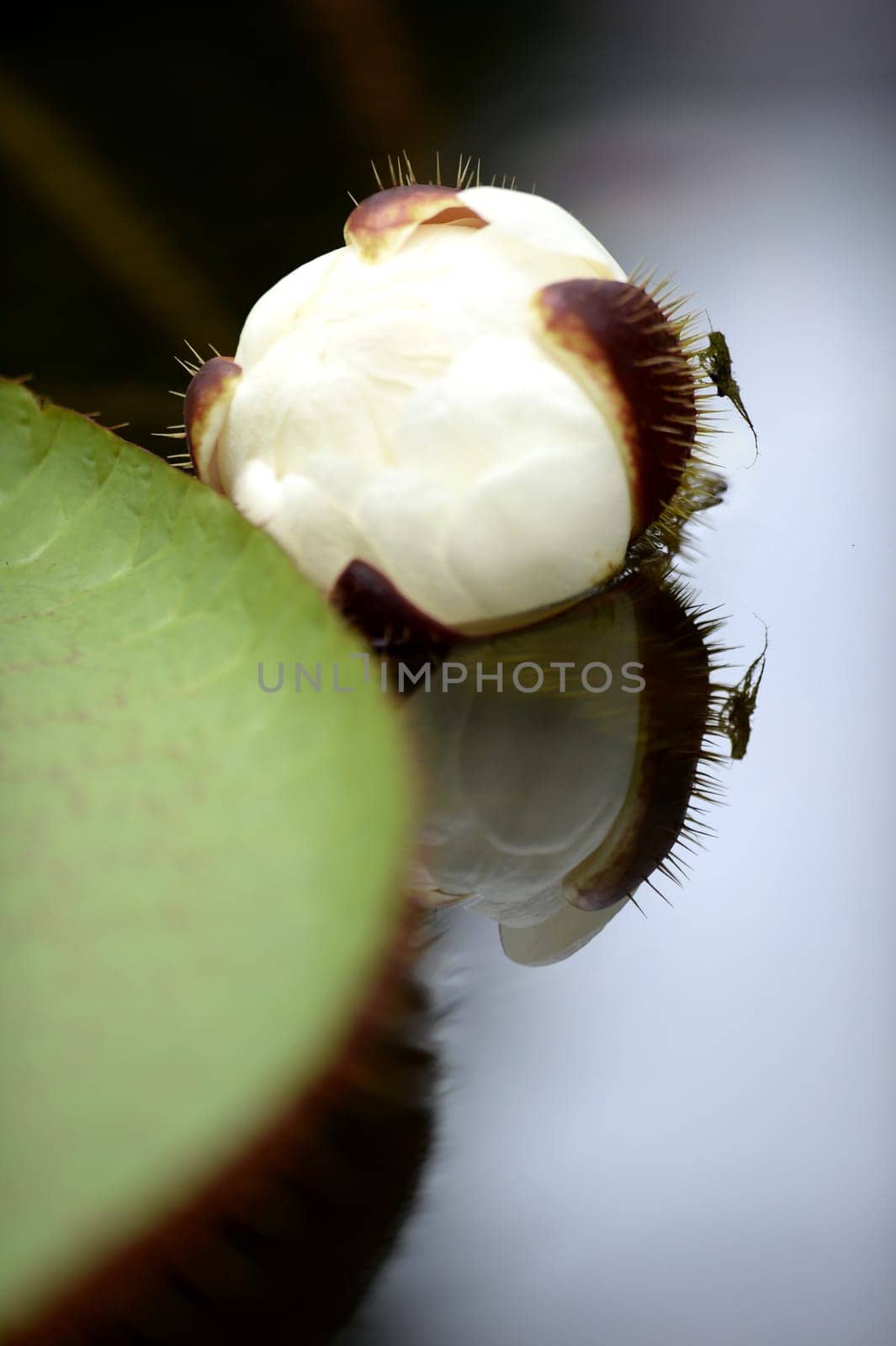 A close up shot of Amazon Water Lilies
