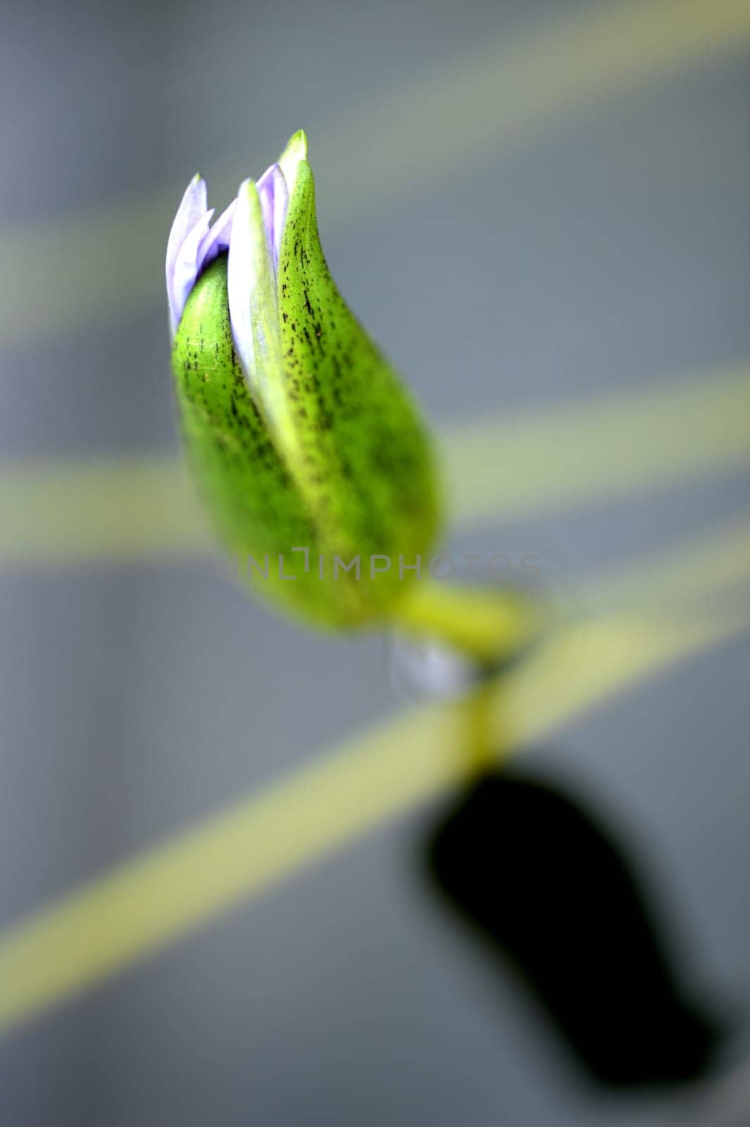 A close up shot of Amazon Water Lilies