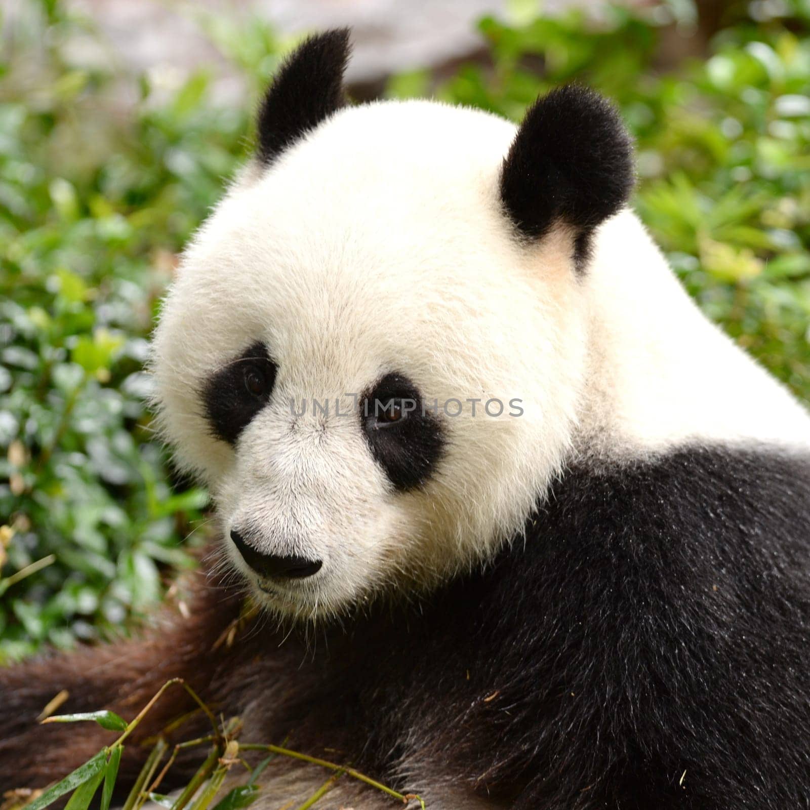 A close up shot of a giant panda