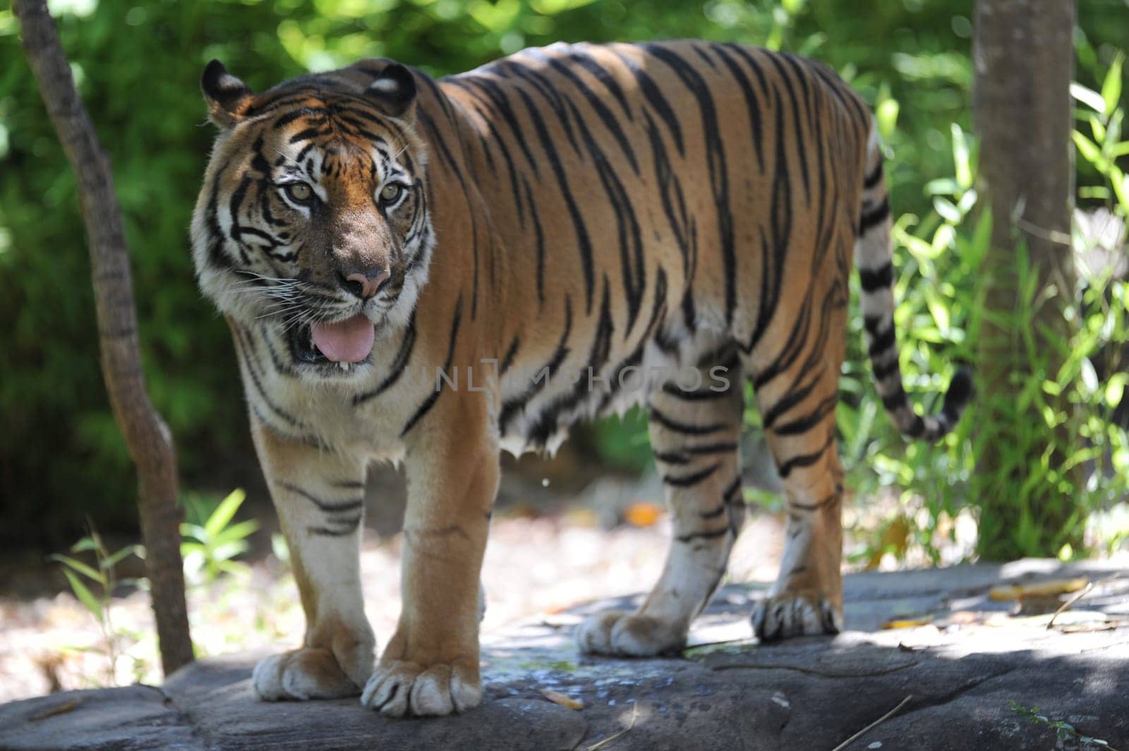 A close up shot of a Sumatran Tiger