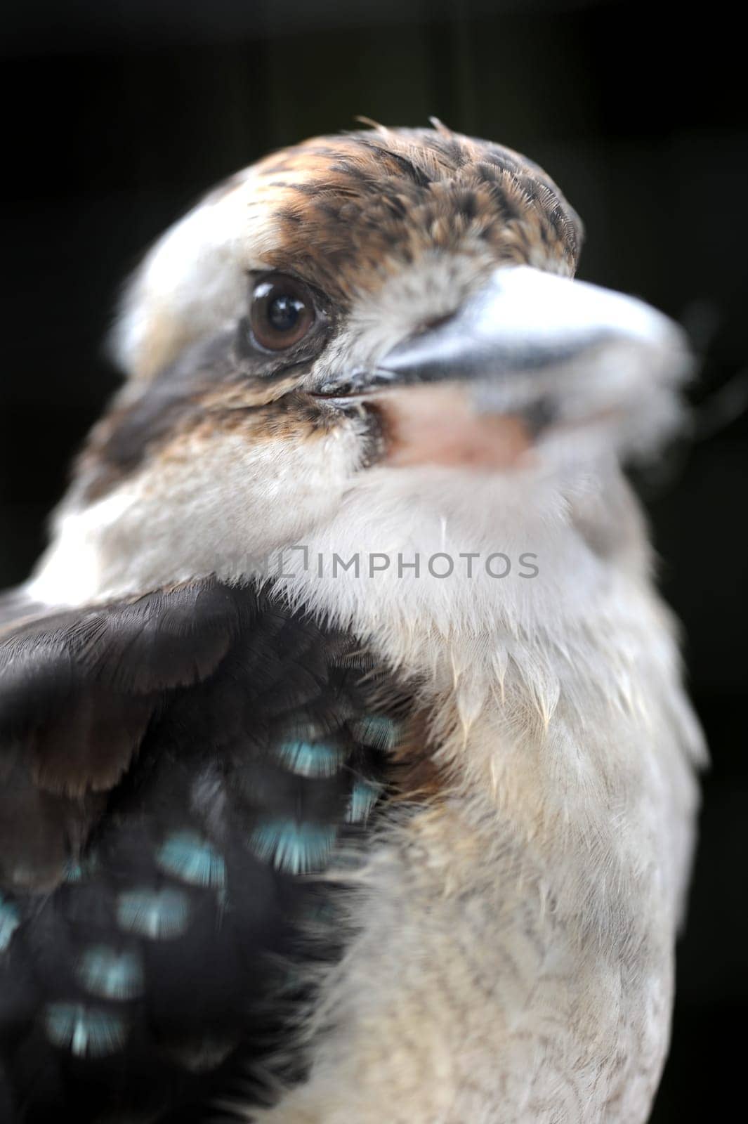 A close up shot of an Australian Kookaburra