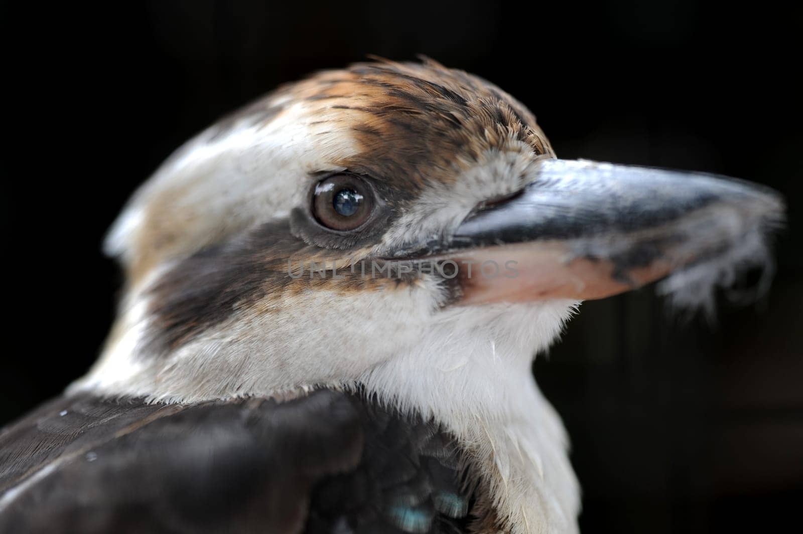 A close up shot of an Australian Kookaburra