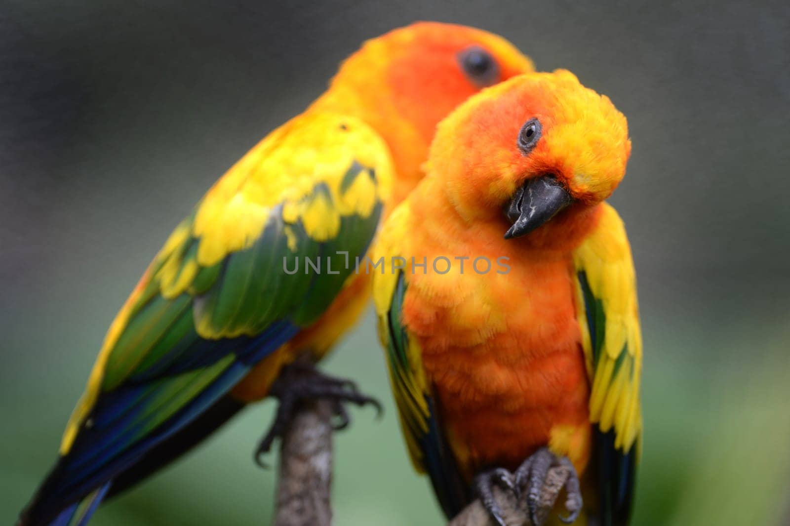 A close up shot of Conures