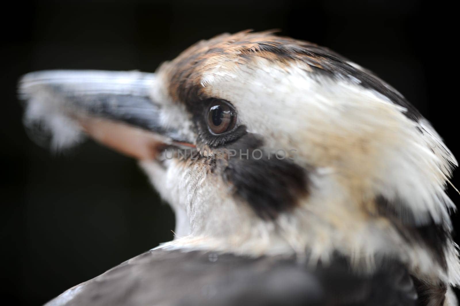A close up shot of an Australian Kookaburra