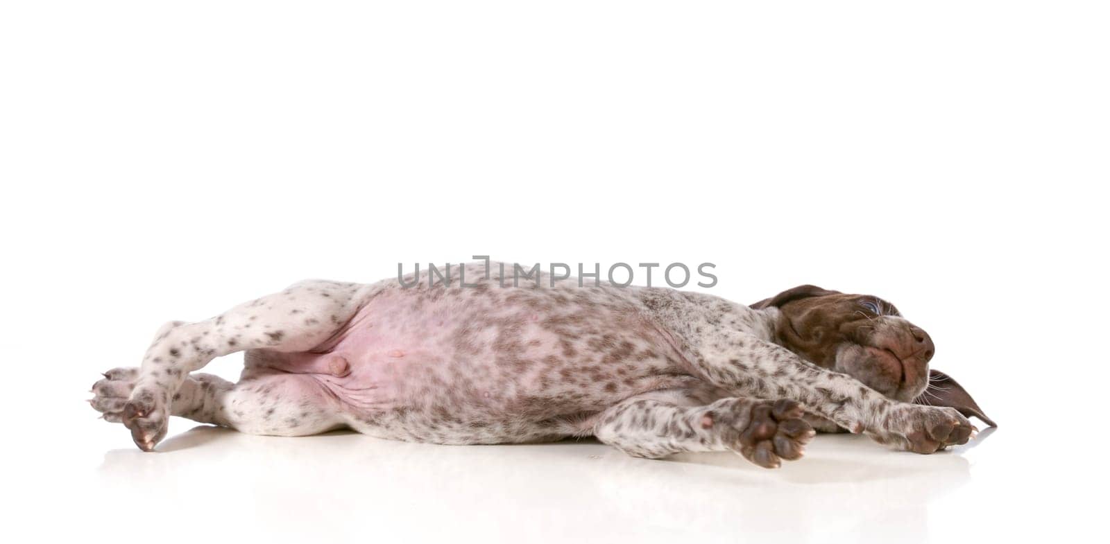 puppy resting - german shorthaired pointer puppy laying down isolated on white background