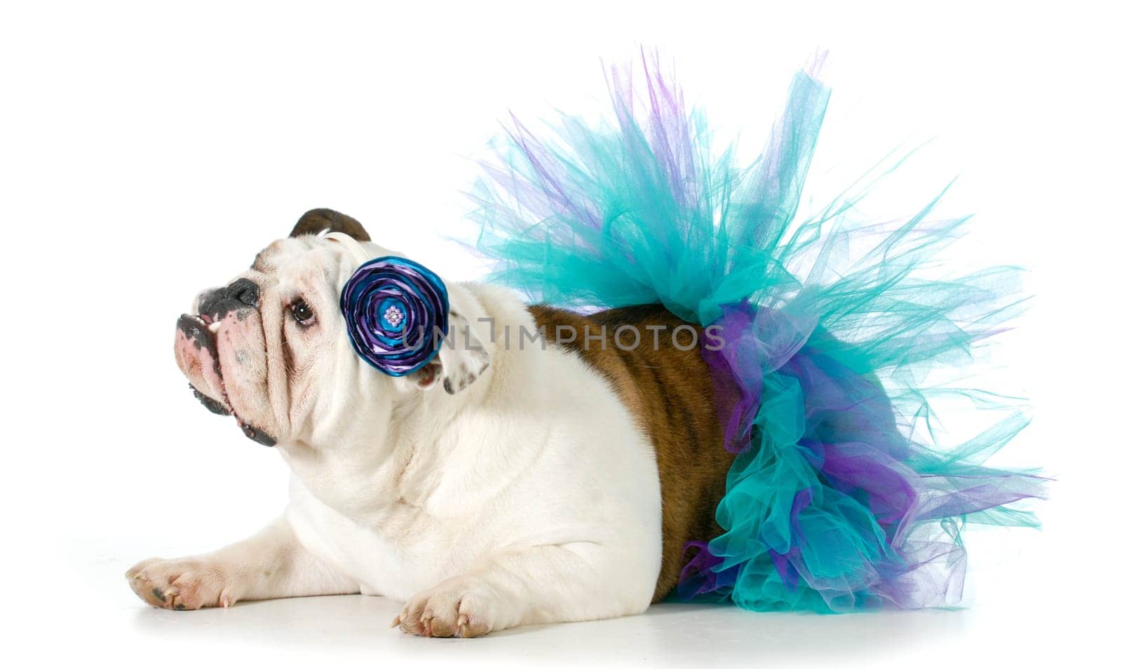 female bulldog wearing a tutu isolated on white background