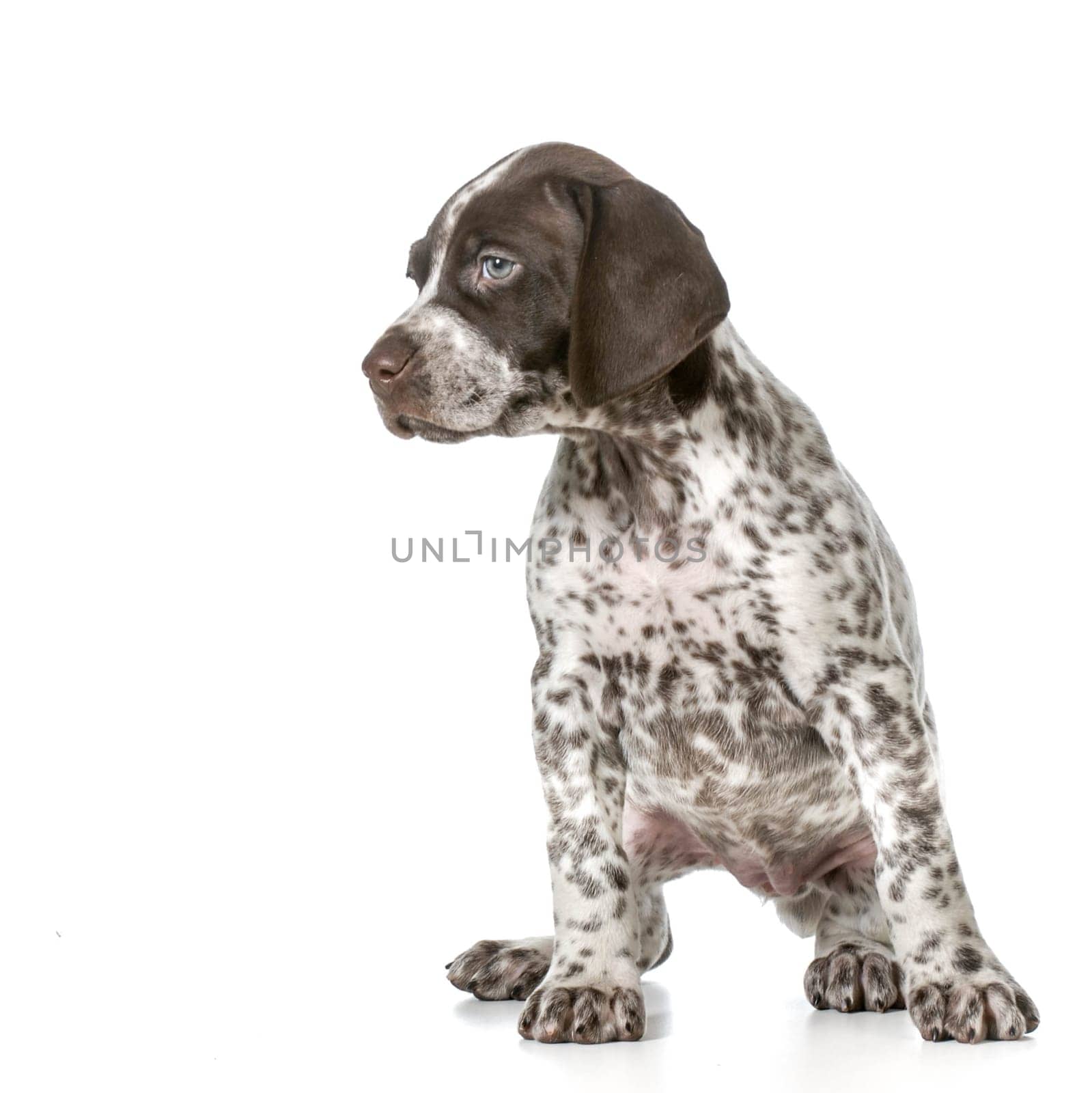 german shorthaired pointer puppy sitting isolated on white background