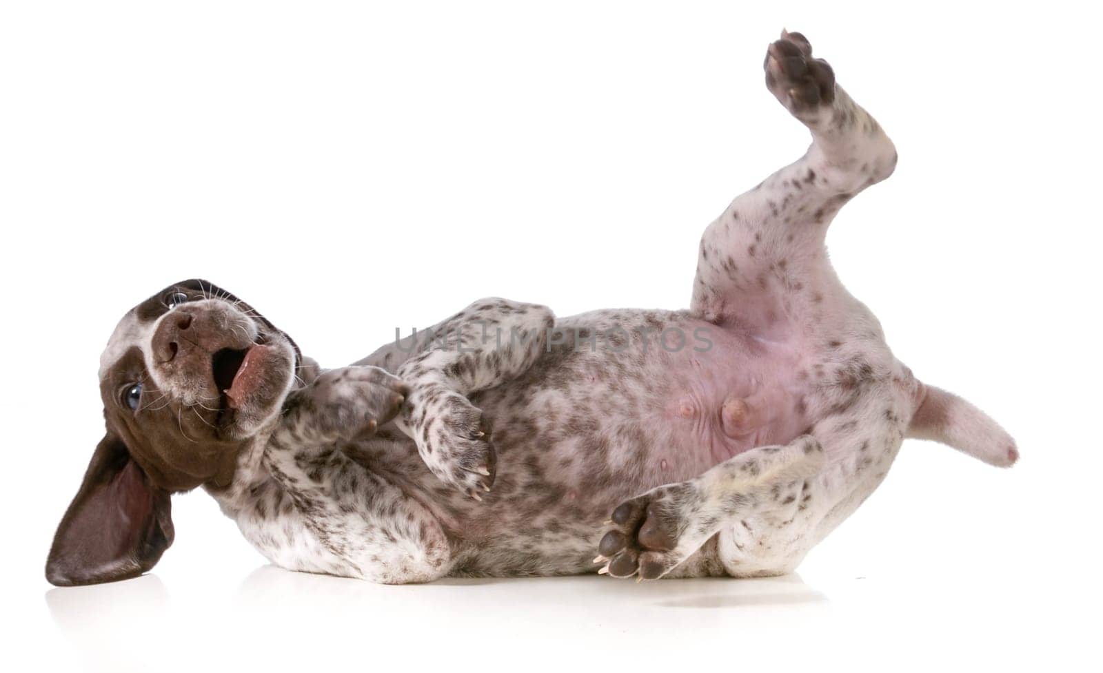 playful puppy - german shorthaired pointer puppy rolling on back isolated on white background