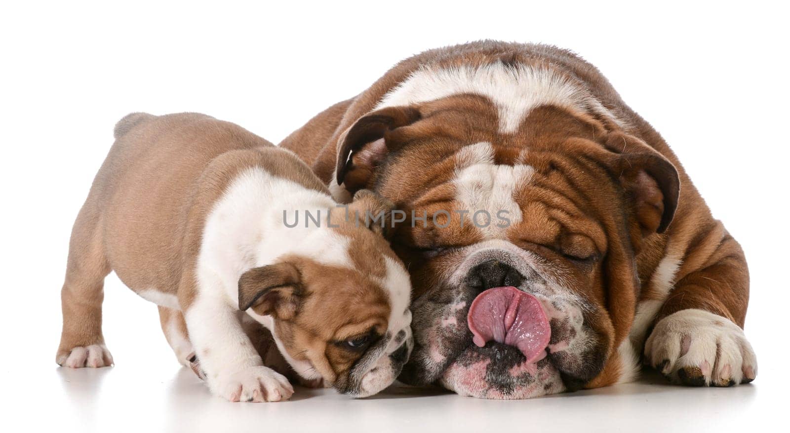 bulldog father and son isolated on white background