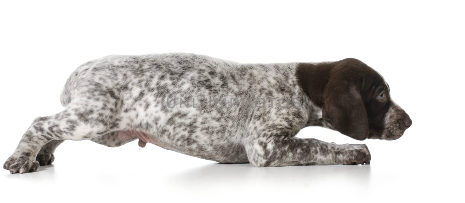 scared puppy - german shorthaired pointer puppy