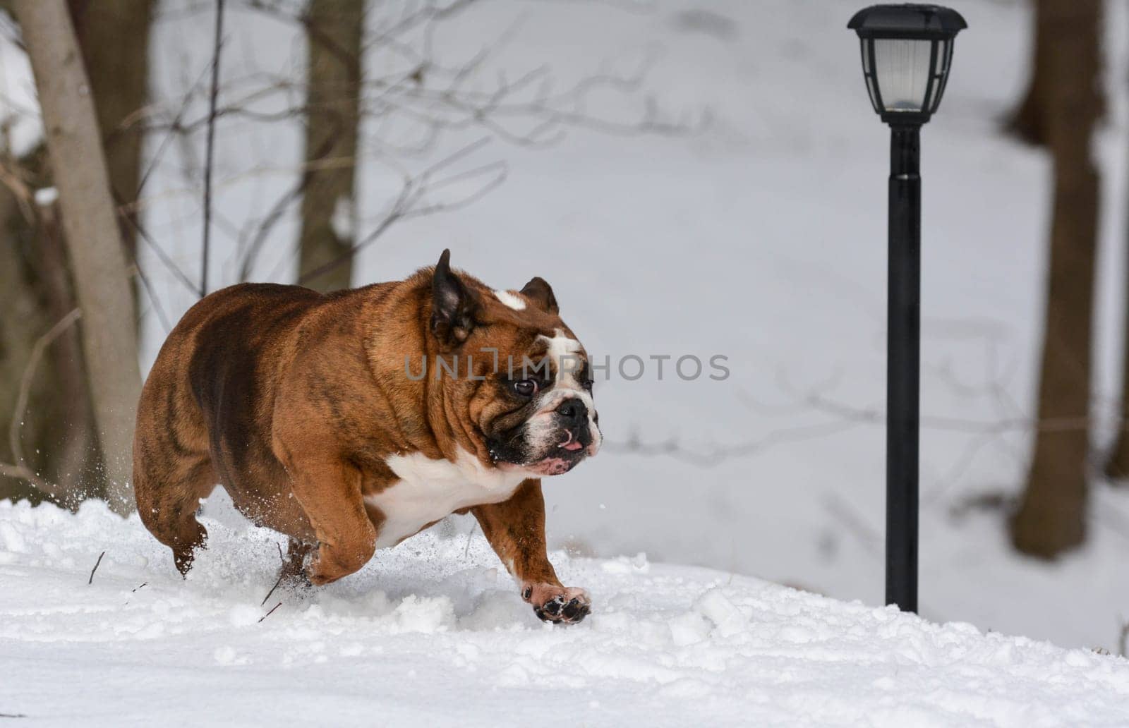 dog in the snow - english bulldog in the snow