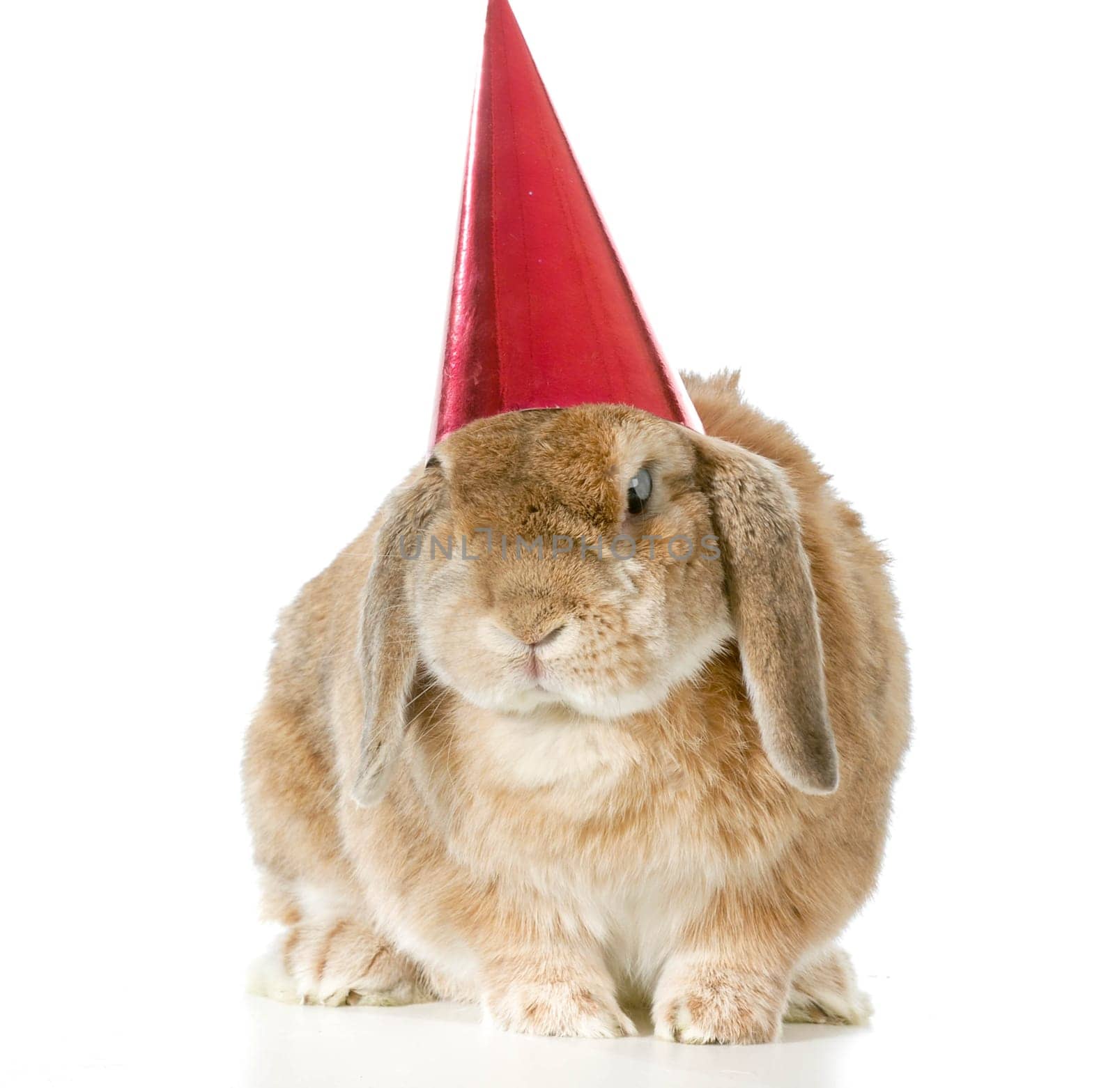 rabbit wearing birthday hat isolated on white background