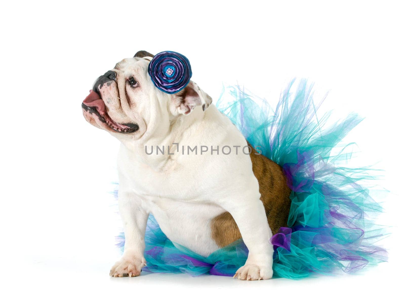 female bulldog wearing a tutu isolated on white background