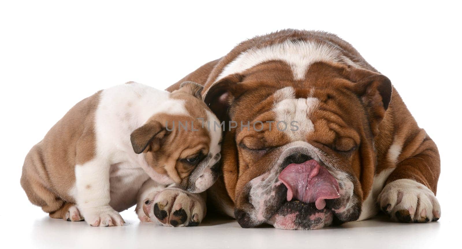 bulldog son whispering secrets to father isolated on white background