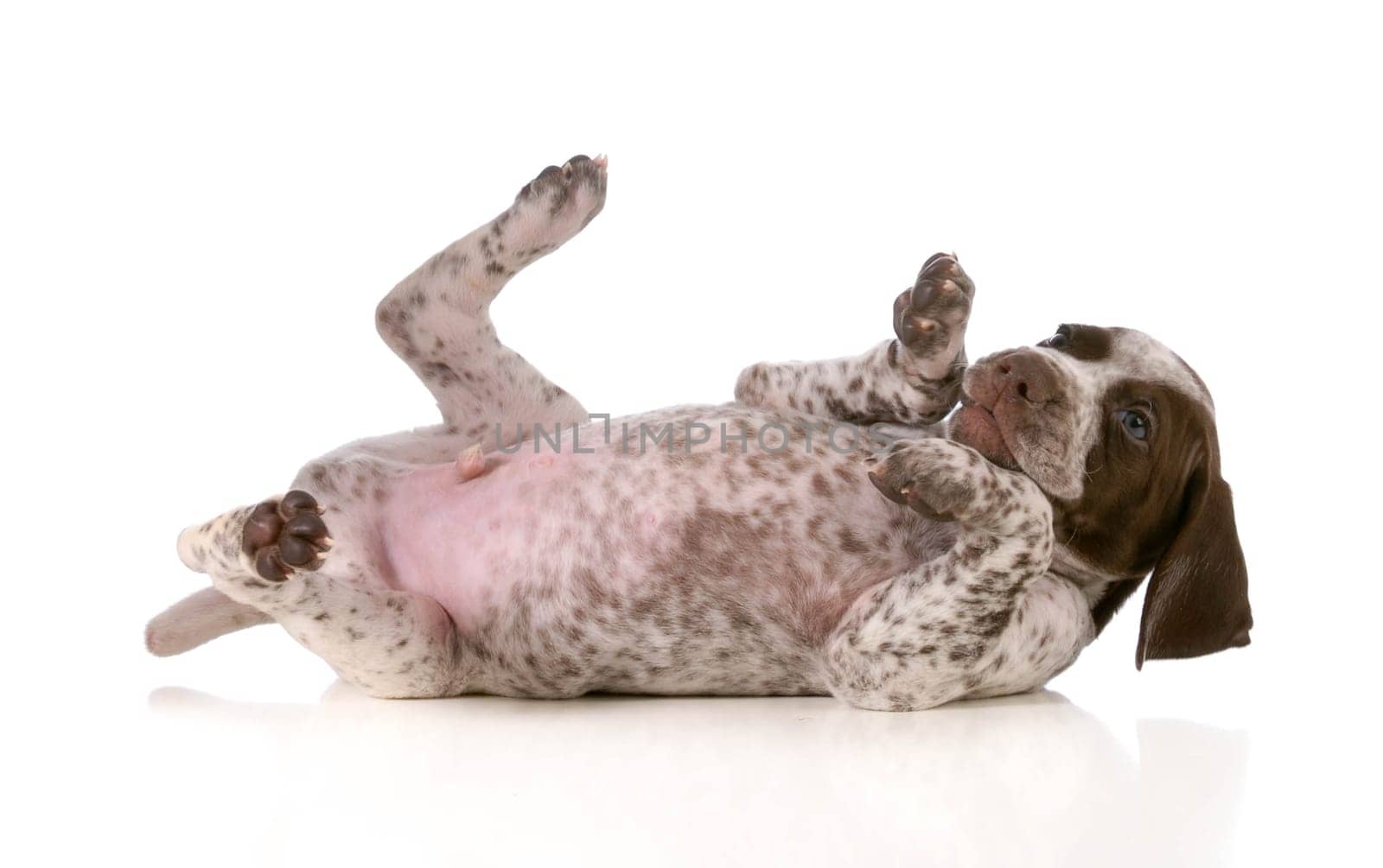 puppy playing - german shorthaired pointer puppy rolling on back isolated on white background