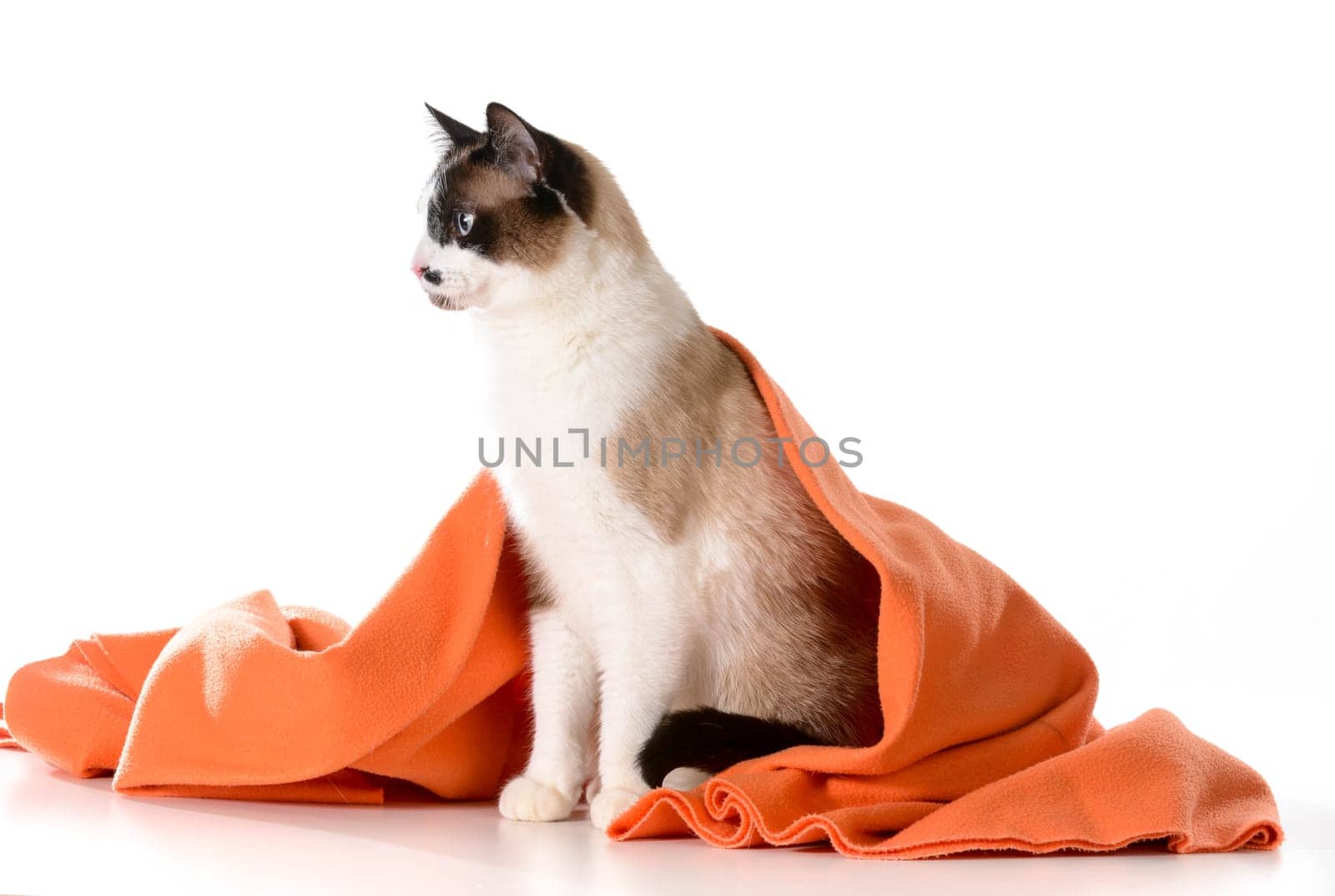 cat under covers - ragdoll sitting under orange blanket on white background - male