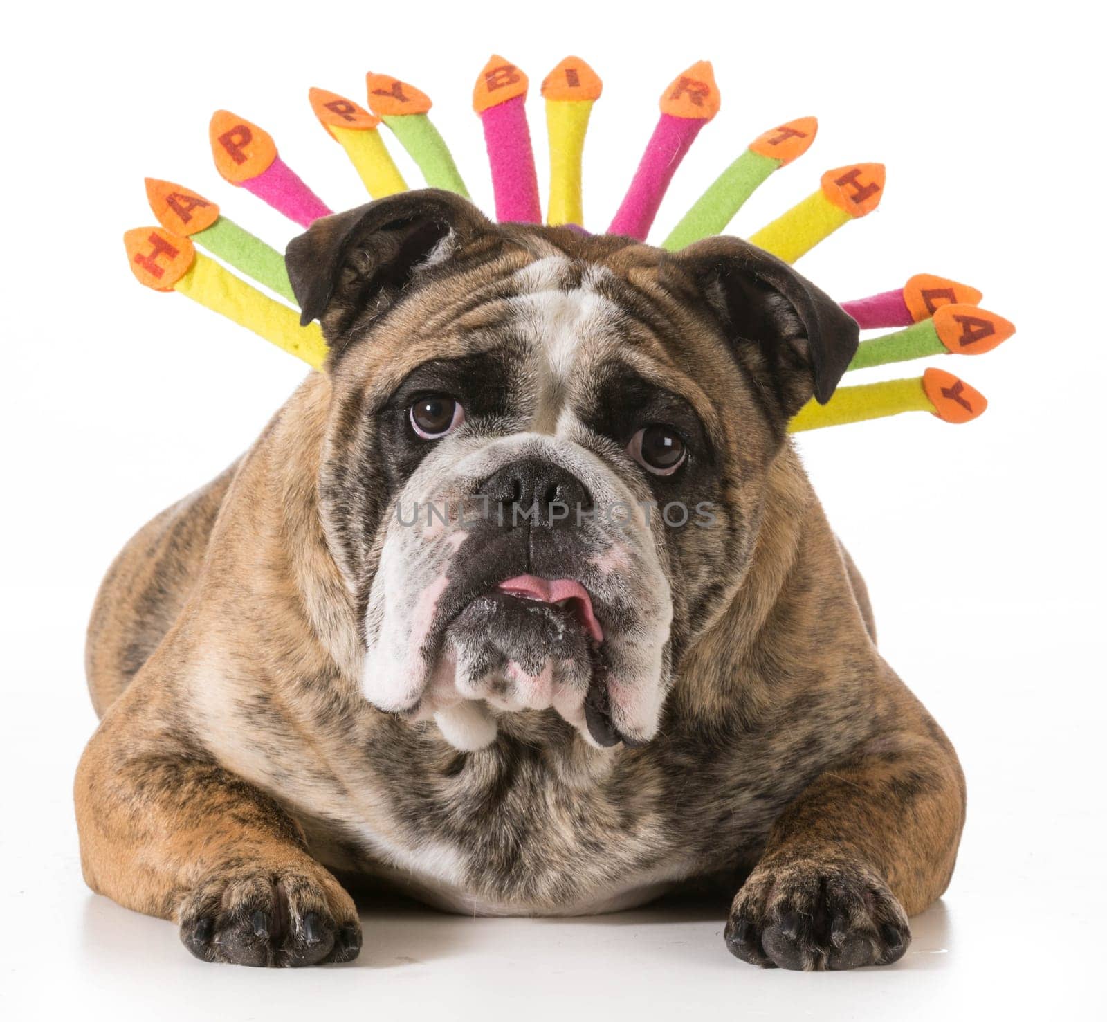 birthday dog - english bulldog wearing happy birthday hat - 2 year old brindle male