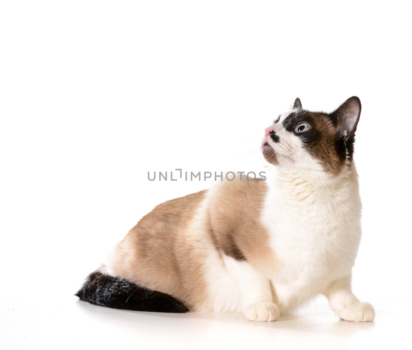 ragdoll cat looking up isolated on white background
