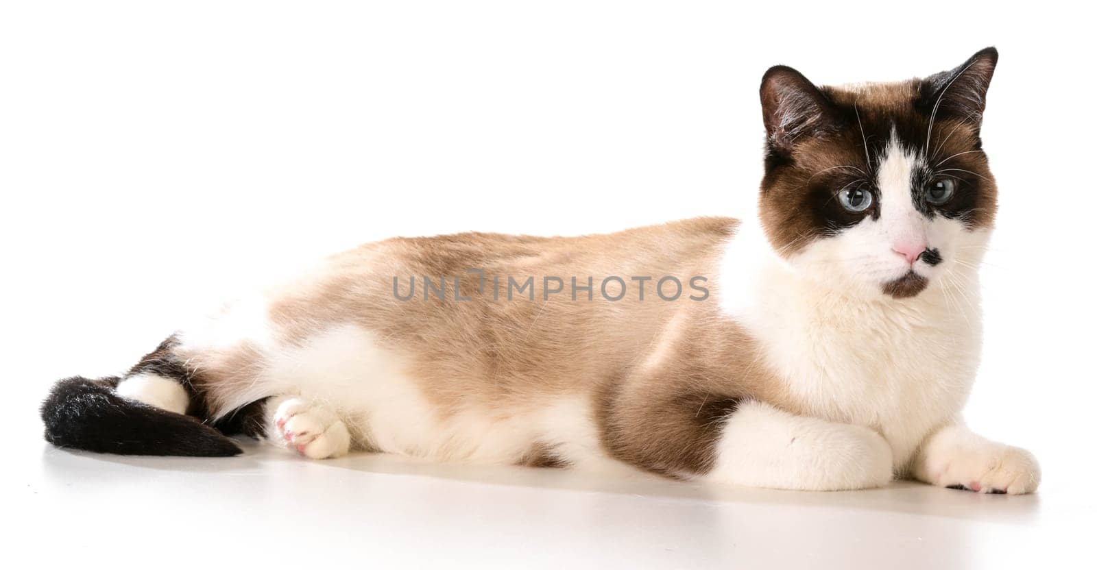 ragdoll cat laying down isolated on white background