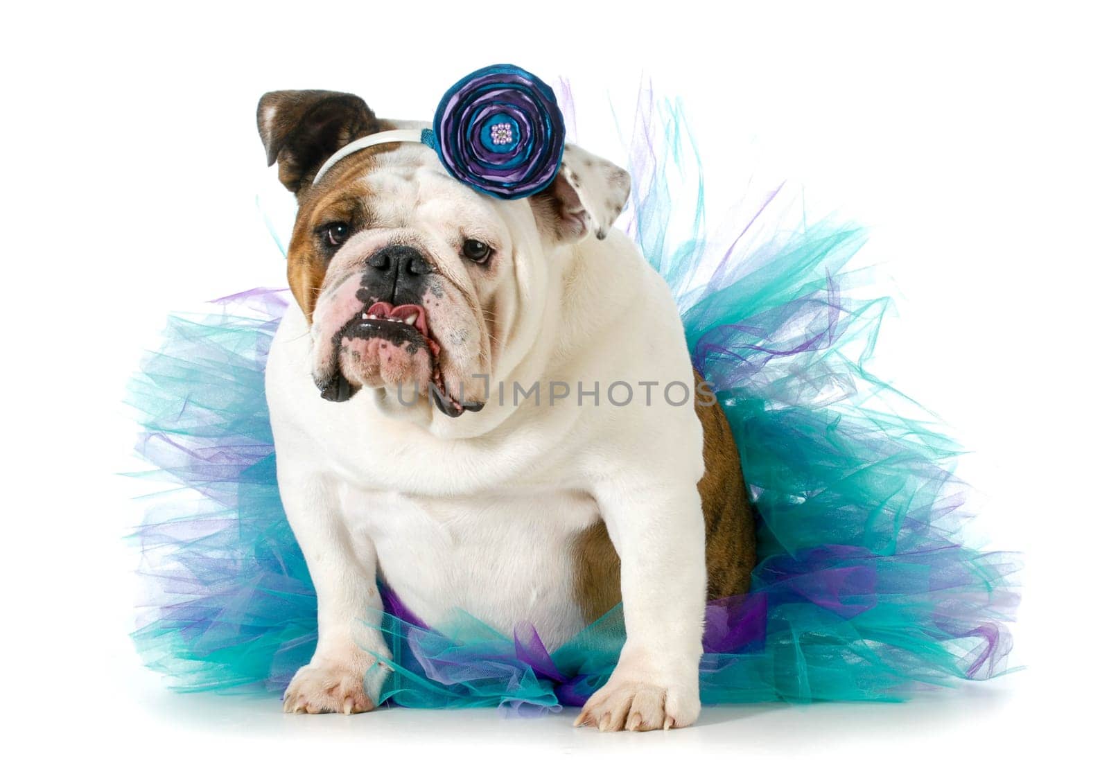 female bulldog wearing a tutu isolated on white background